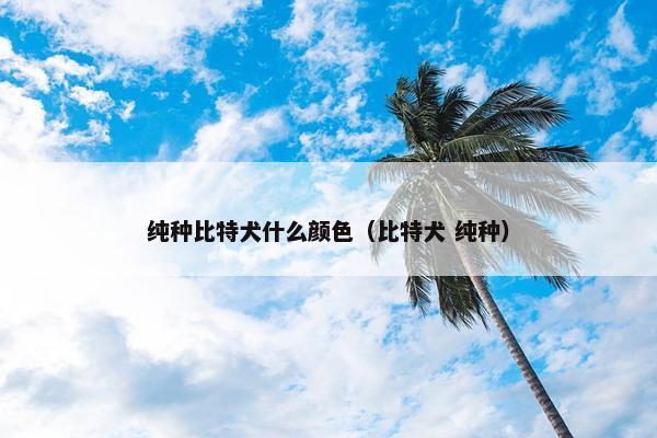 纯种比特犬什么颜色（比特犬 纯种）