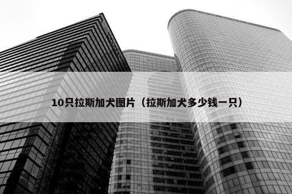 10只拉斯加犬图片（拉斯加犬多少钱一只）