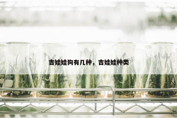 吉娃娃狗有几种，吉娃娃种类