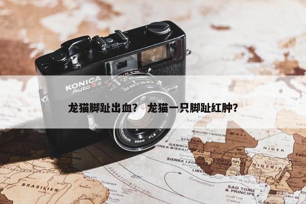 龙猫脚趾出血？ 龙猫一只脚趾红肿？