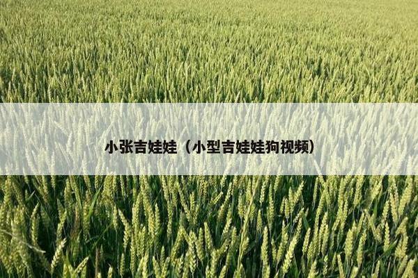 小张吉娃娃（小型吉娃娃狗视频）