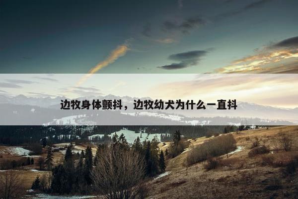 边牧身体颤抖，边牧幼犬为什么一直抖