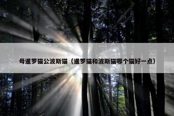 母暹罗猫公波斯猫（暹罗猫和波斯猫哪个猫好一点）