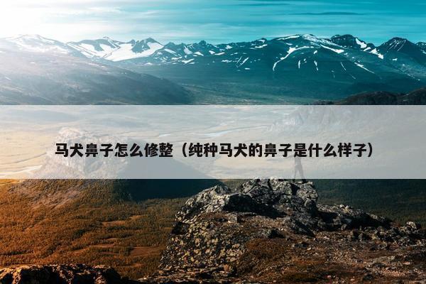 马犬鼻子怎么修整（纯种马犬的鼻子是什么样子）