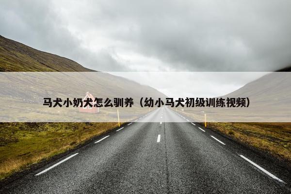 马犬小奶犬怎么驯养（幼小马犬初级训练视频）