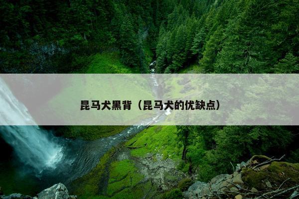昆马犬黑背（昆马犬的优缺点）