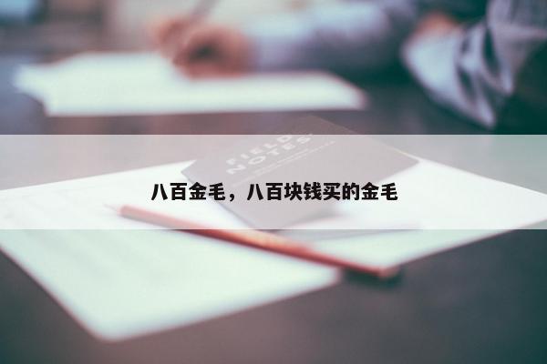 八百金毛，八百块钱买的金毛