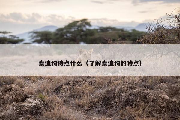 泰迪狗特点什么（了解泰迪狗的特点）
