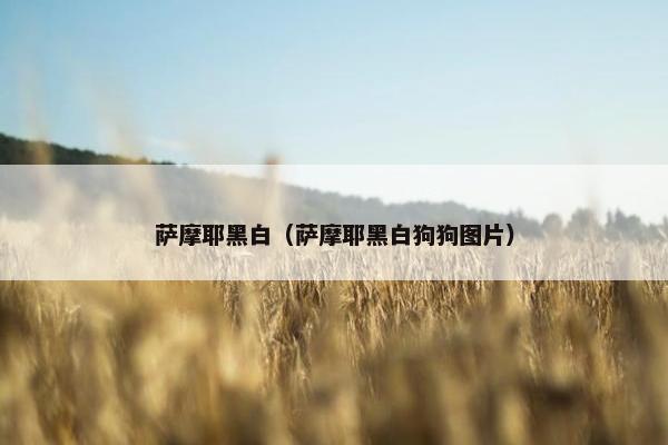 萨摩耶黑白（萨摩耶黑白狗狗图片）