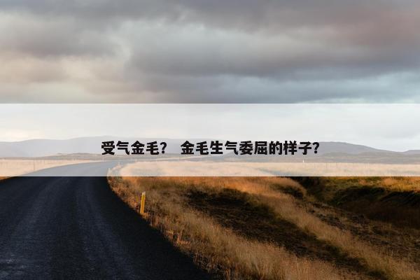 受气金毛？ 金毛生气委屈的样子？