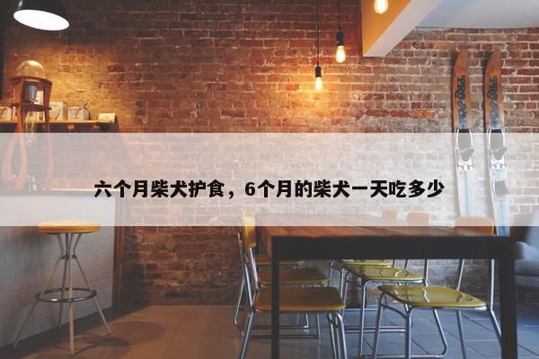 六个月柴犬护食，6个月的柴犬一天吃多少
