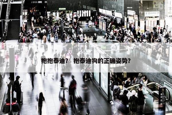 抱抱泰迪？ 抱泰迪狗的正确姿势？