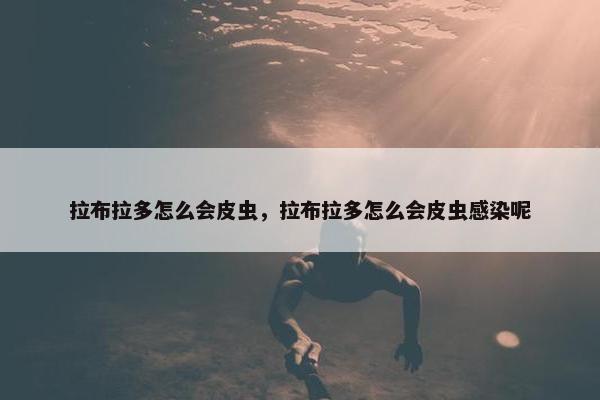 拉布拉多怎么会皮虫，拉布拉多怎么会皮虫感染呢