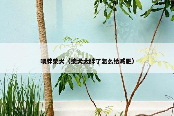 喂胖柴犬（柴犬太胖了怎么给减肥）