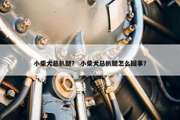 小柴犬总扒腿？ 小柴犬总扒腿怎么回事？