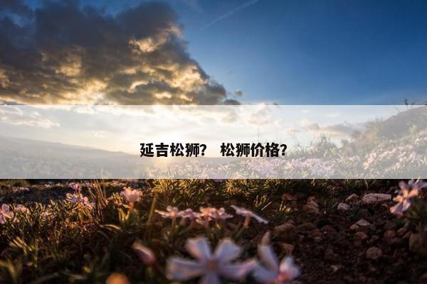 延吉松狮？ 松狮价格？