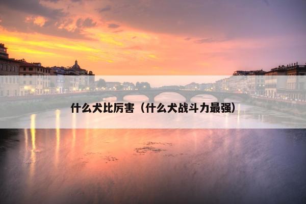 什么犬比厉害（什么犬战斗力最强）