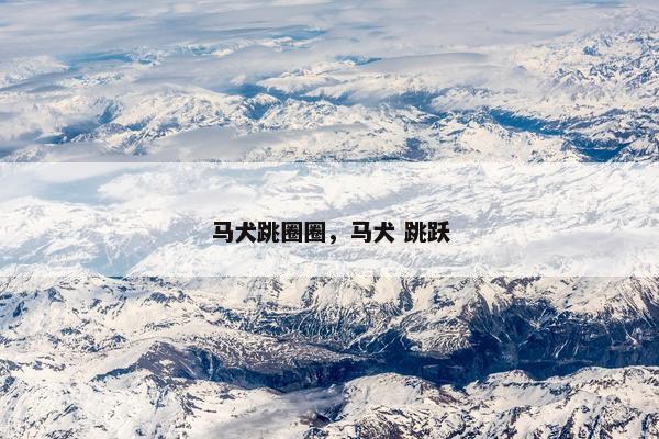 马犬跳圈圈，马犬 跳跃