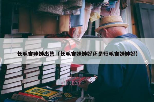 长毛吉娃娃出售（长毛吉娃娃好还是短毛吉娃娃好）