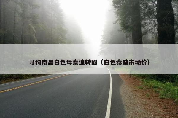 寻狗南昌白色母泰迪转圈（白色泰迪市场价）