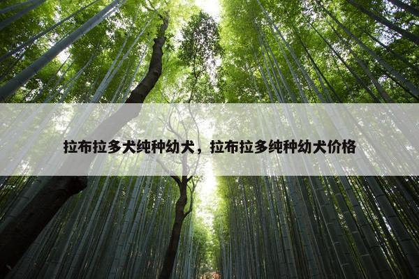 拉布拉多犬纯种幼犬，拉布拉多纯种幼犬价格