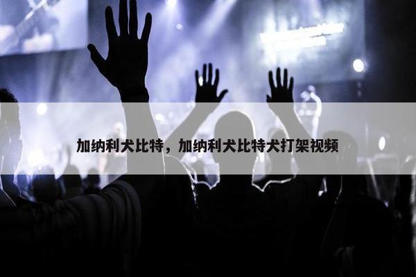 加纳利犬比特，加纳利犬比特犬打架视频