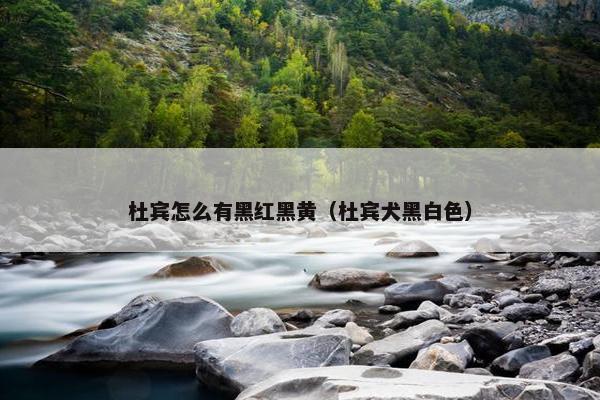 杜宾怎么有黑红黑黄（杜宾犬黑白色）