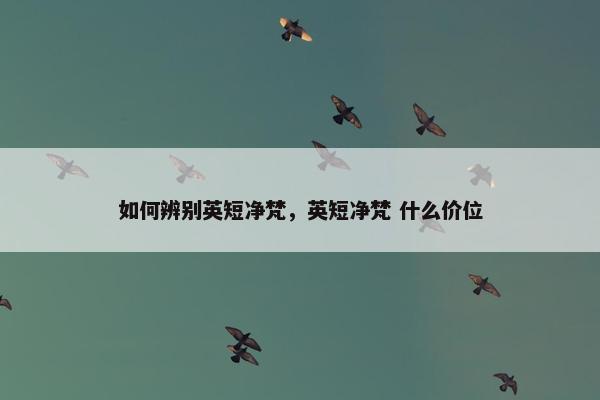 如何辨别英短净梵，英短净梵 什么价位
