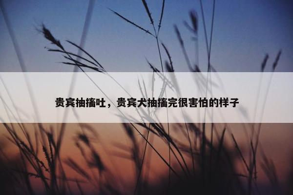 贵宾抽搐吐，贵宾犬抽搐完很害怕的样子