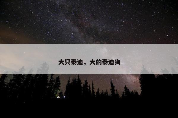 大只泰迪，大的泰迪狗