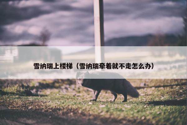 雪纳瑞上楼梯（雪纳瑞牵着就不走怎么办）