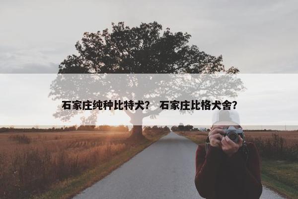 石家庄纯种比特犬？ 石家庄比格犬舍？