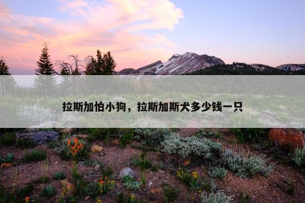 拉斯加怕小狗，拉斯加斯犬多少钱一只