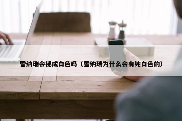 雪纳瑞会褪成白色吗（雪纳瑞为什么会有纯白色的）