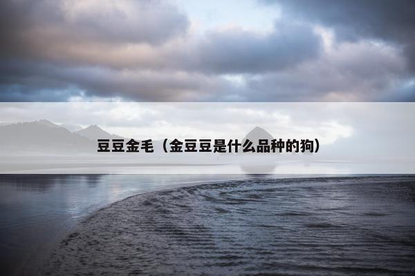 豆豆金毛（金豆豆是什么品种的狗）