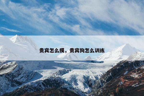 贵宾怎么摸，贵宾狗怎么训练