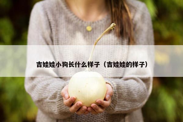 吉娃娃小狗长什么样子（吉娃娃的样子）