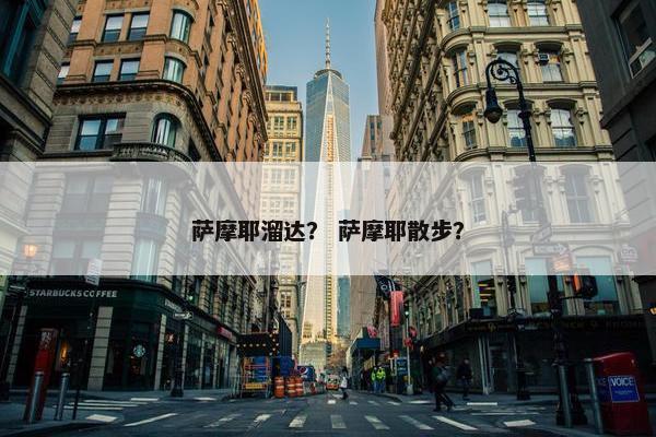萨摩耶溜达？ 萨摩耶散步？