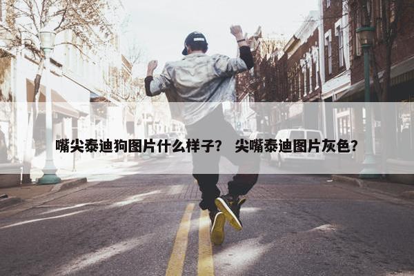 嘴尖泰迪狗图片什么样子？ 尖嘴泰迪图片灰色？