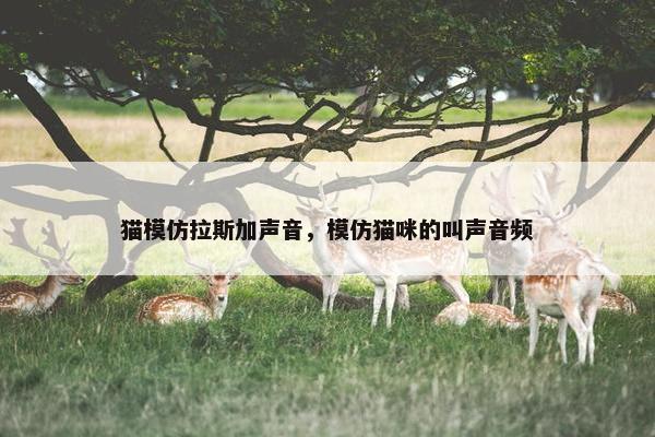 猫模仿拉斯加声音，模仿猫咪的叫声音频