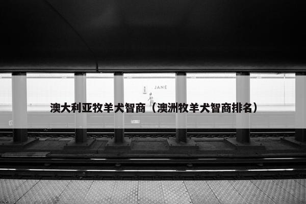 澳大利亚牧羊犬智商（澳洲牧羊犬智商排名）