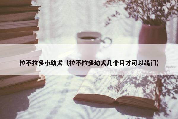 拉不拉多小幼犬（拉不拉多幼犬几个月才可以出门）