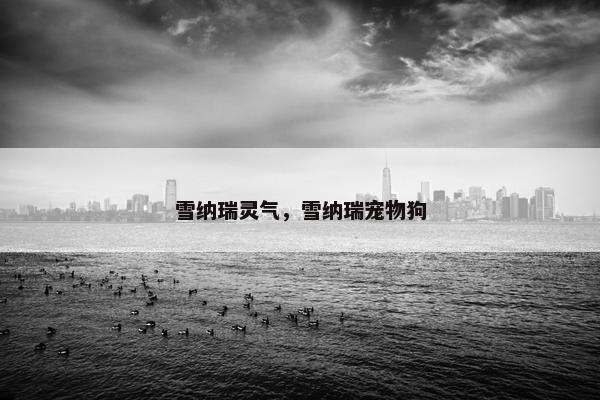 雪纳瑞灵气，雪纳瑞宠物狗