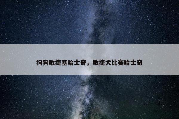 狗狗敏捷塞哈士奇，敏捷犬比赛哈士奇