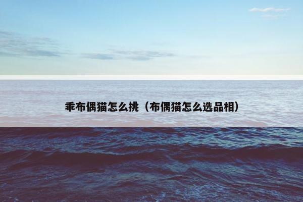 乖布偶猫怎么挑（布偶猫怎么选品相）