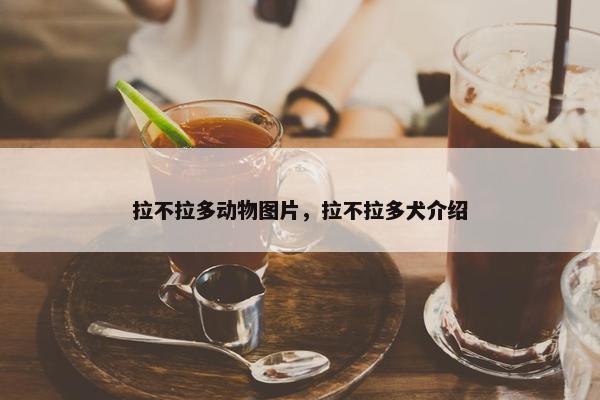 拉不拉多动物图片，拉不拉多犬介绍
