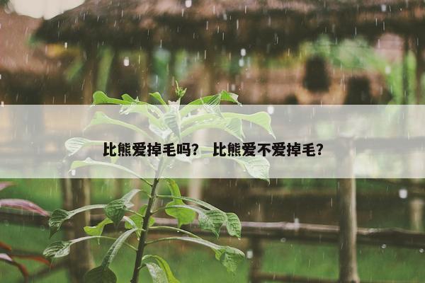 比熊爱掉毛吗？ 比熊爱不爱掉毛？