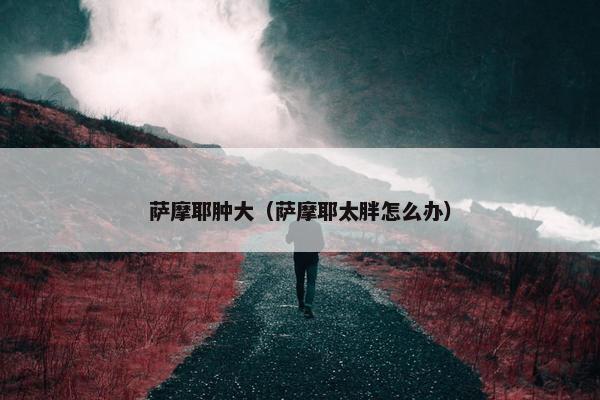 萨摩耶肿大（萨摩耶太胖怎么办）