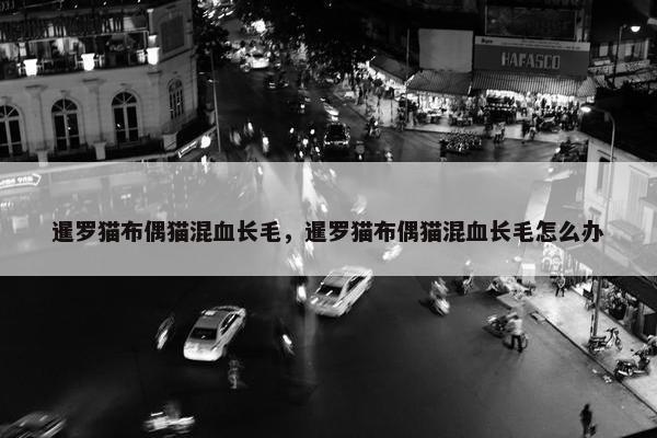 暹罗猫布偶猫混血长毛，暹罗猫布偶猫混血长毛怎么办