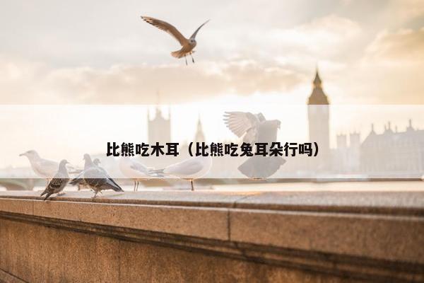 比熊吃木耳（比熊吃兔耳朵行吗）